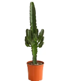 Dehner Abessinische Wolfsmilch - Euphorbia abyssinica Grün Sale