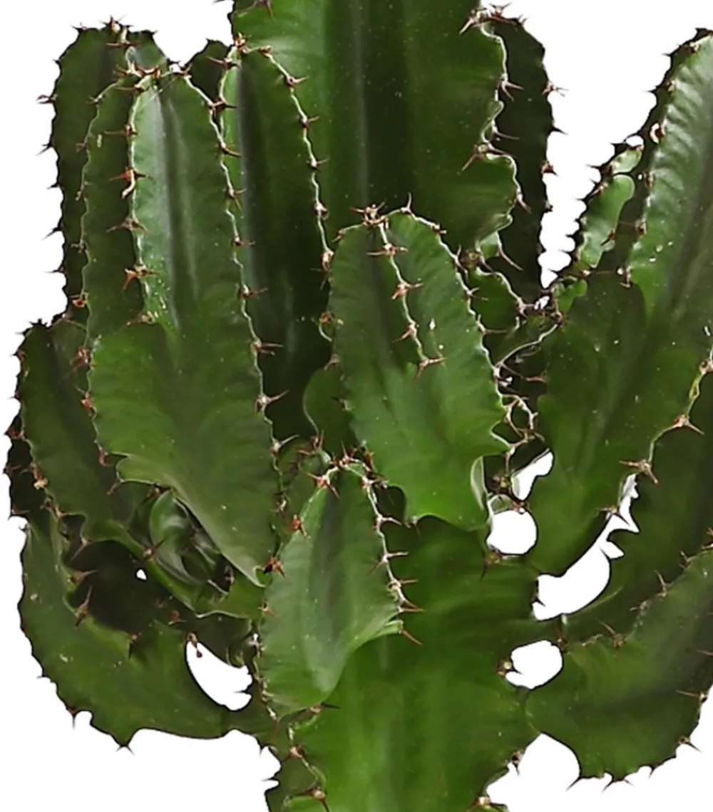 Dehner Abessinische Wolfsmilch - Euphorbia abyssinica Grün Sale