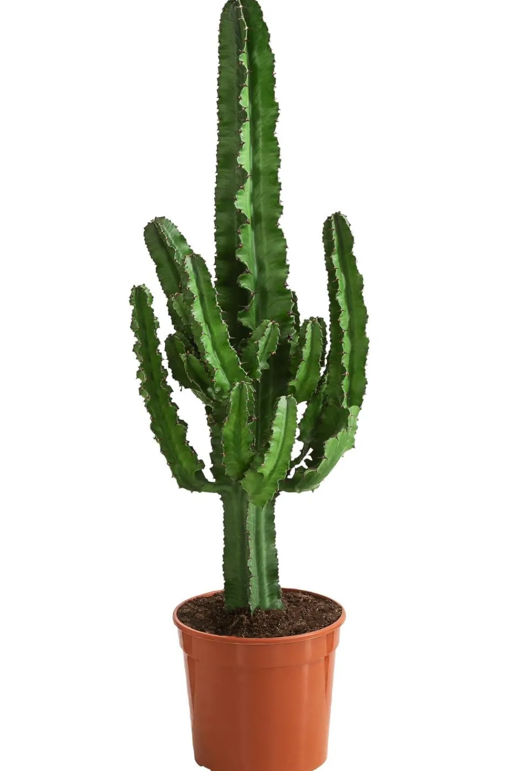 Dehner Kakteen - Abessinische Wolfsmilch - Euphorbia abyssinica Grün