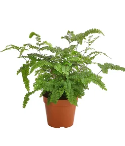 Dehner Grünpflanzen - Adiantum - Adiantum hispidulum Grün