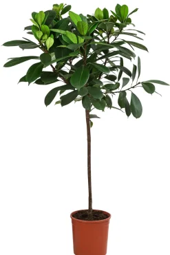 Dehner Afrikanische Feige - Ficus cyathistipula Dunkelgrün Clearance