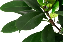Dehner Afrikanische Feige - Ficus cyathistipula Dunkelgrün Clearance