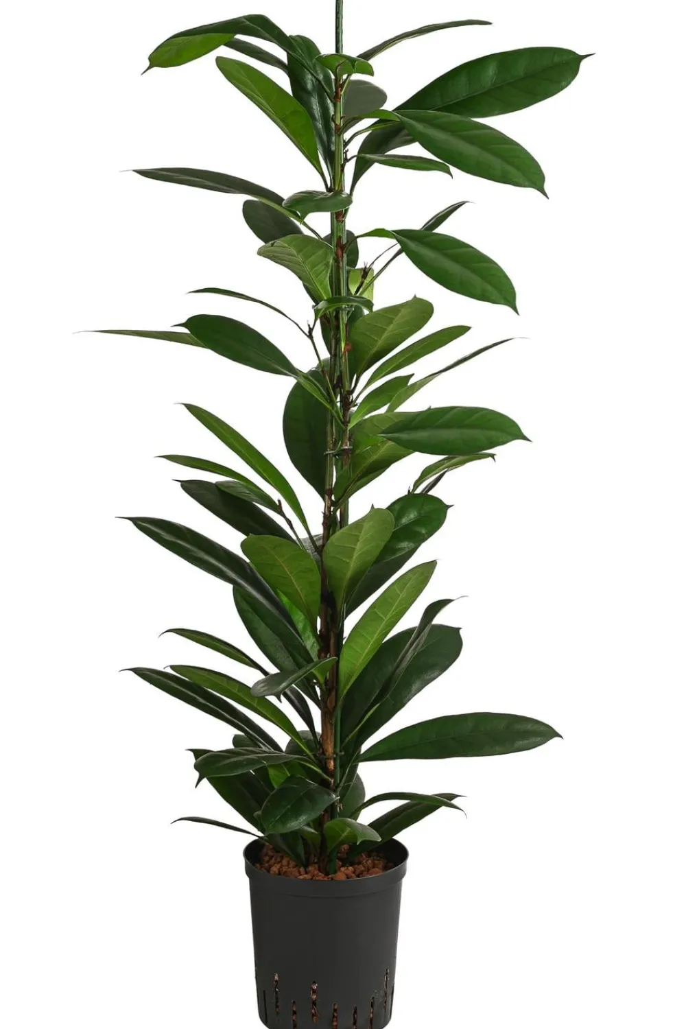 Dehner Hydropflanzen|Grünpflanzen - Afrikanische Feige - Ficus cyathistipula, Hydrokultur Dunkelgrün