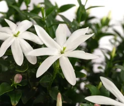 Dehner Terrassenpflanzen > Afrikanischer Jasmin
