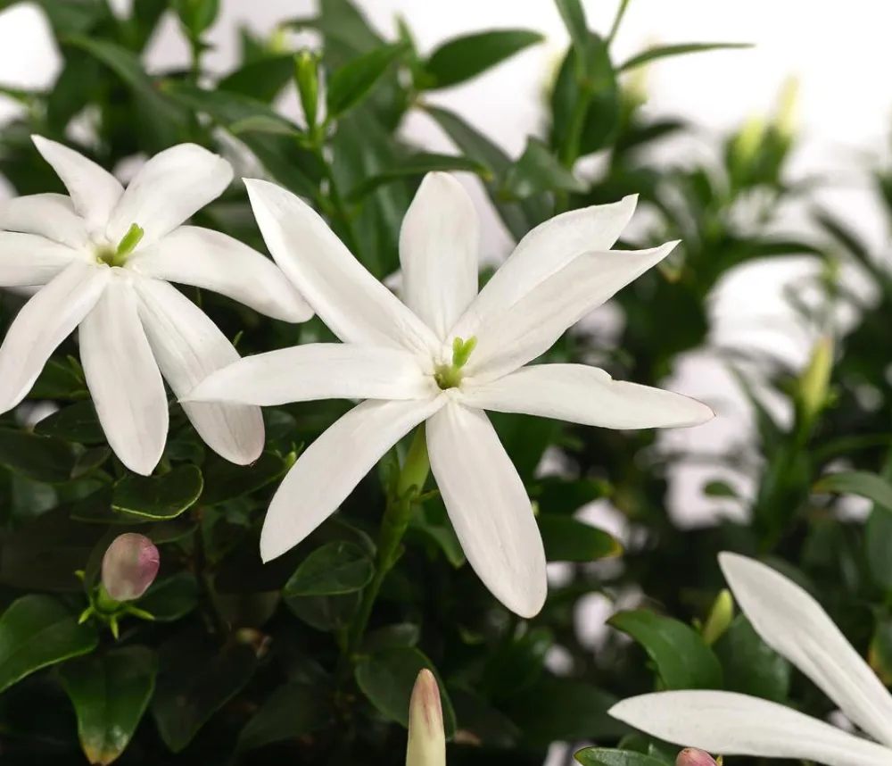Dehner Terrassenpflanzen > Afrikanischer Jasmin