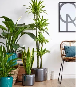 Dehner Einblatt & Flamingoblumen > Air So Pure® Einblatt - Spathiphyllum wallisii 'Sensation'