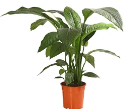 Dehner Einblatt & Flamingoblumen > Air So Pure® Einblatt - Spathiphyllum wallisii 'Sensation'