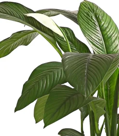 Dehner Einblatt & Flamingoblumen > Air So Pure® Einblatt - Spathiphyllum wallisii 'Sensation'
