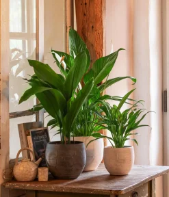 Dehner Einblatt & Flamingoblumen - Air So Pure® Einblatt - Spathiphyllum wallisii 'Bingo' Weiß