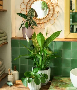 Dehner Einblatt & Flamingoblumen - Air So Pure® Einblatt - Spathiphyllum wallisii 'Bingo' Weiß