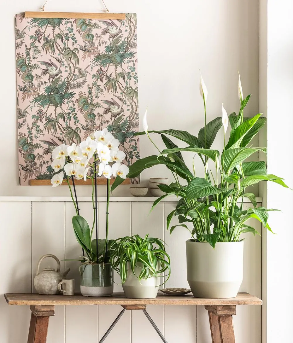 Dehner Einblatt & Flamingoblumen - Air So Pure® Einblatt - Spathipyllum wallisii 'Lauretta' Weiß