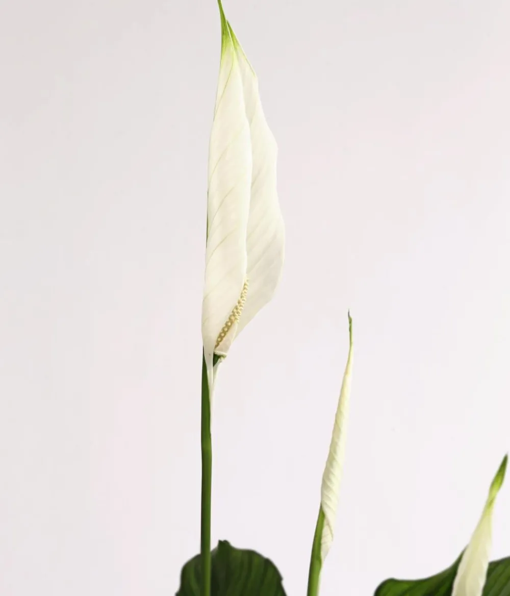 Dehner Einblatt & Flamingoblumen - Air So Pure® Einblatt - Spathipyllum wallisii 'Lauretta' Weiß