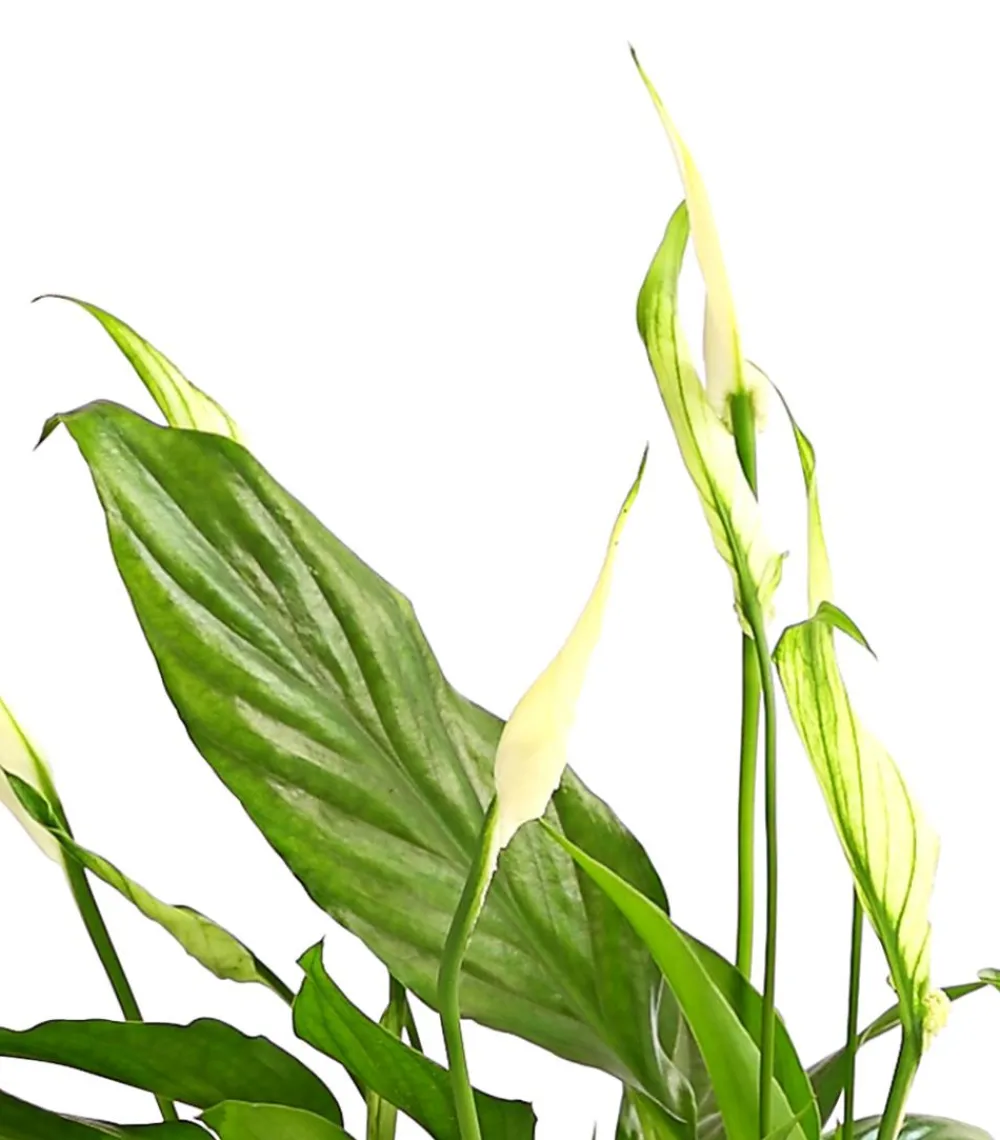 Dehner Air So Pure® Midi Einblatt - Spathiphyllum wallisii Clearance