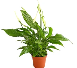 Dehner Air So Pure® Midi Einblatt - Spathiphyllum wallisii Clearance