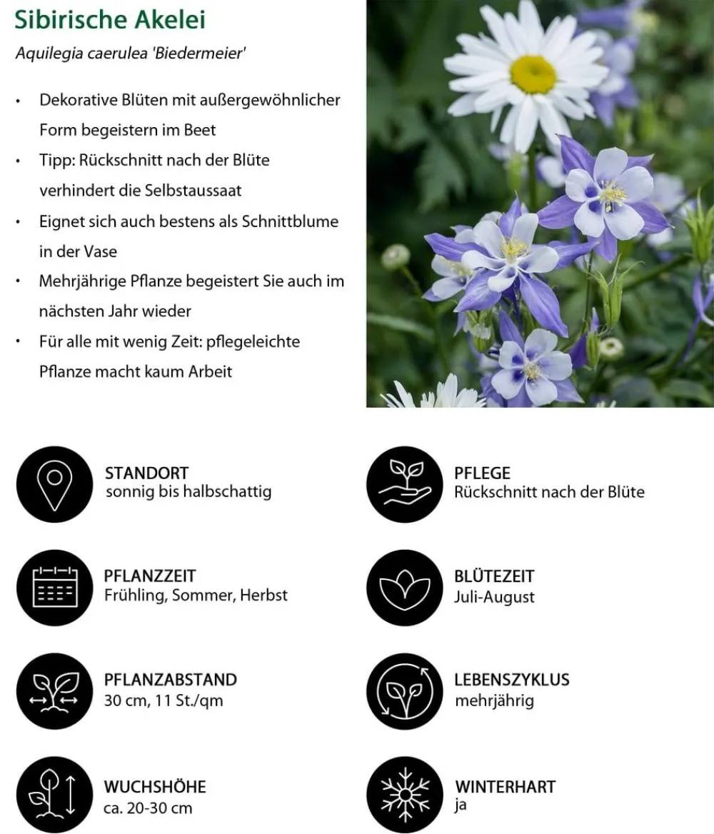Dehner Sommerstauden - Akelei, verschiedene Sorten