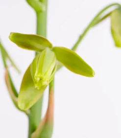 Dehner Albuca - Albuca spiralis 'Frizzle Sizzle®' Best
