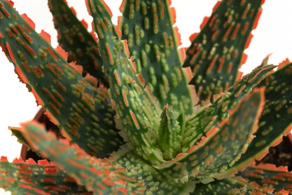 Dehner Sukkulenten - Aloe - Aloe zebrina 'Dannyz'