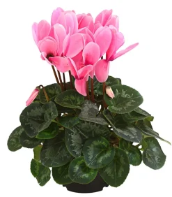 Dehner Grabschmuck & Grabgestaltung > Alpenveilchen