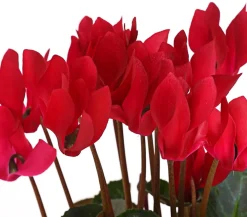 Dehner Alpenveilchen Rot Best
