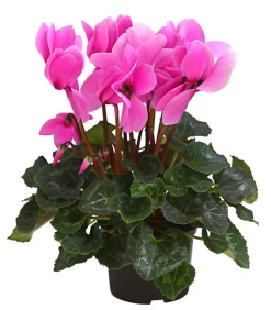 Dehner Grabschmuck & Grabgestaltung - Alpenveilchen Pink