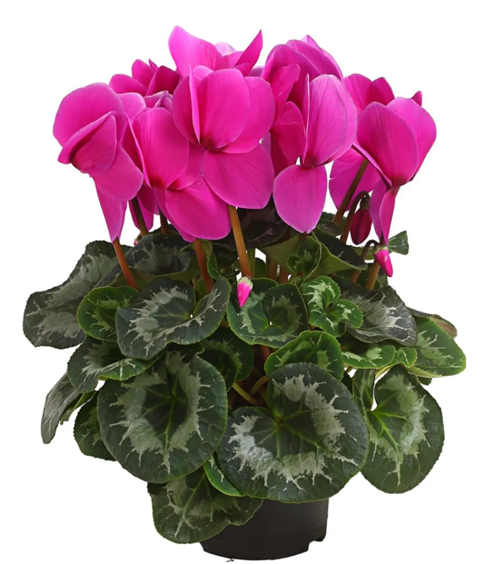 Dehner Grabschmuck & Grabgestaltung - Alpenveilchen Pink