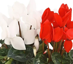 Dehner Grabschmuck & Grabgestaltung - Alpenveilchen-Duo