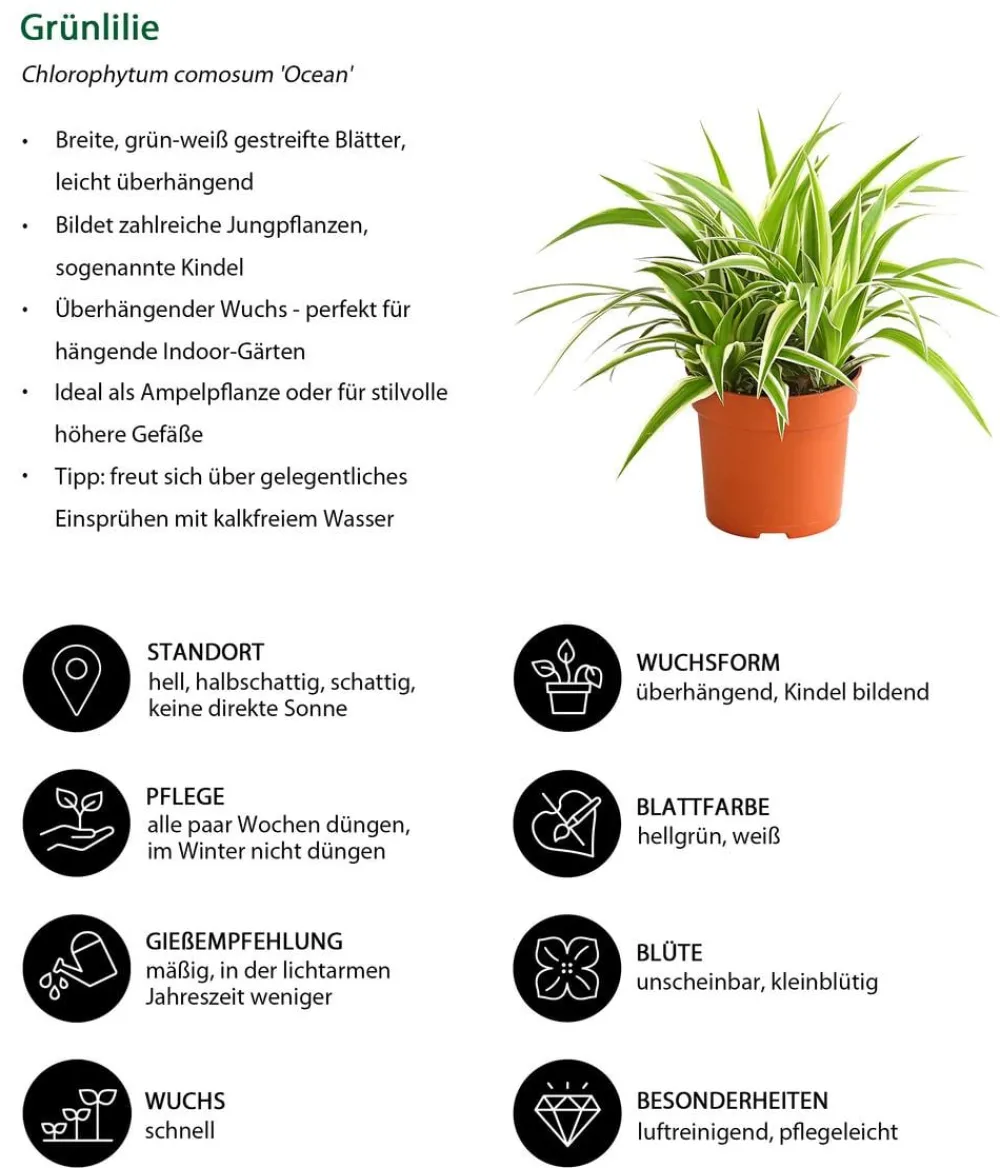 Dehner Zimmerpflanzen-Sets|Grünpflanzen - Ampelpflanzen-Set, 3-teilig