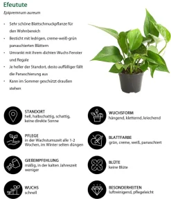 Dehner Zimmerpflanzen-Sets|Grünpflanzen - Ampelpflanzen-Set, 3-teilig