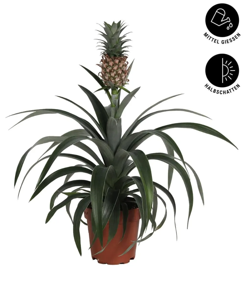 Dehner Ananaspflanze - Ananas comosus Grün Clearance