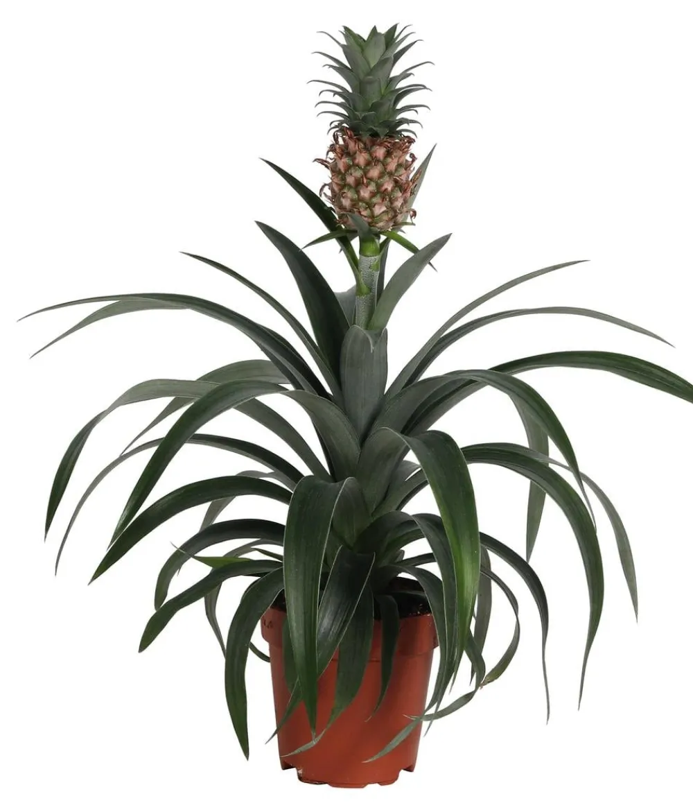Dehner Ananaspflanze - Ananas comosus Grün Clearance