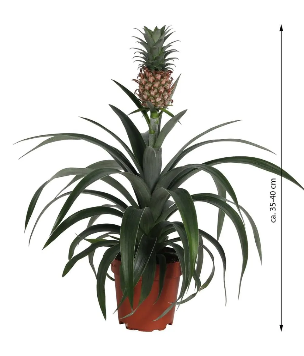 Dehner Ananaspflanze - Ananas comosus Grün Clearance