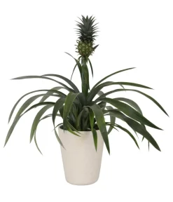 Dehner Ananaspflanze - Ananas comosus, in Keramik Sale