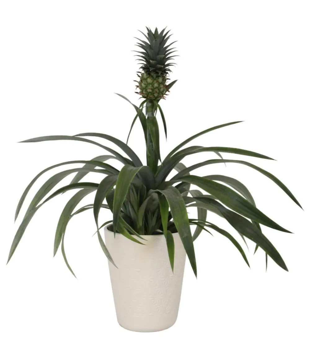 Dehner Ananaspflanze - Ananas comosus, in Keramik Sale