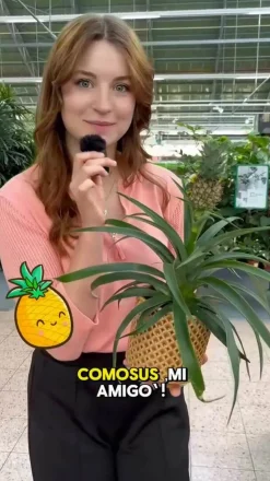 Dehner Ananaspflanze - Ananas comosus, in Keramik Sale