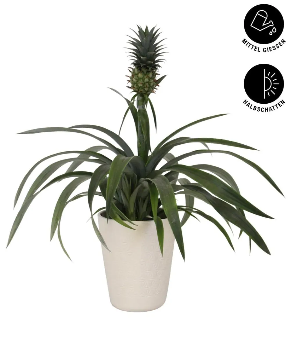 Dehner Ananaspflanze - Ananas comosus, in Keramik Sale