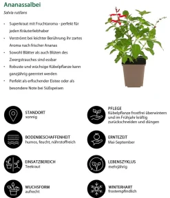Dehner Ananassalbei Grün Discount