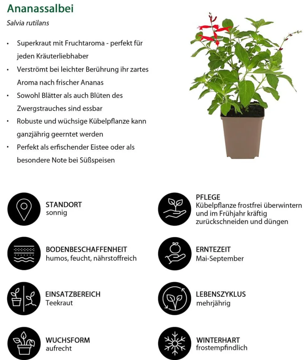 Dehner Ananassalbei Grün Discount