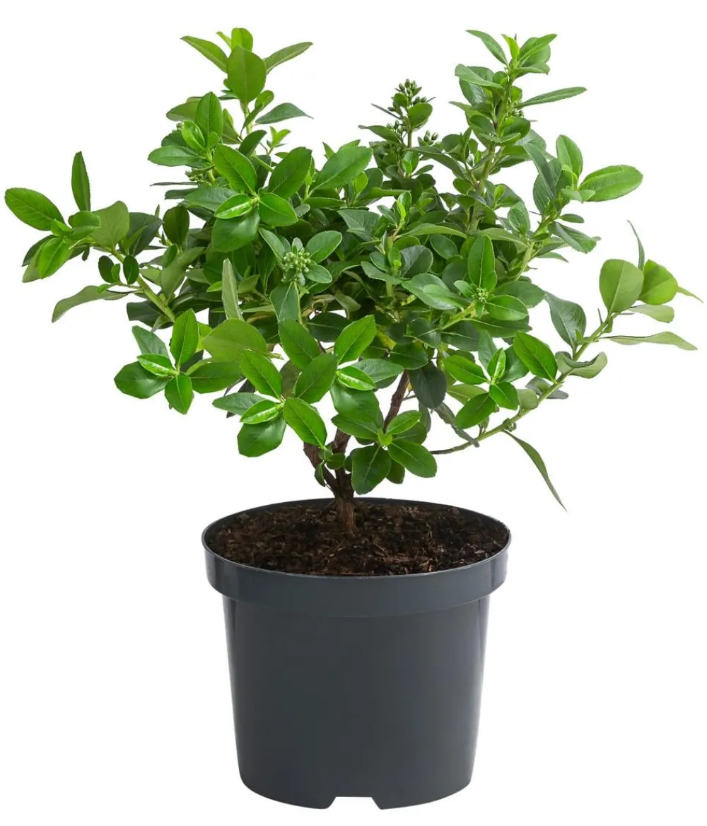 Dehner Andenstrauch ' Elle' Hot