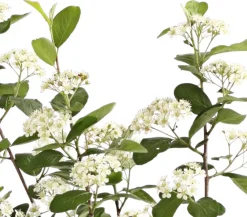 Dehner Beerensträucher|Vogelschutzhecken > Apfelbeere, Aronia 'Aron'
