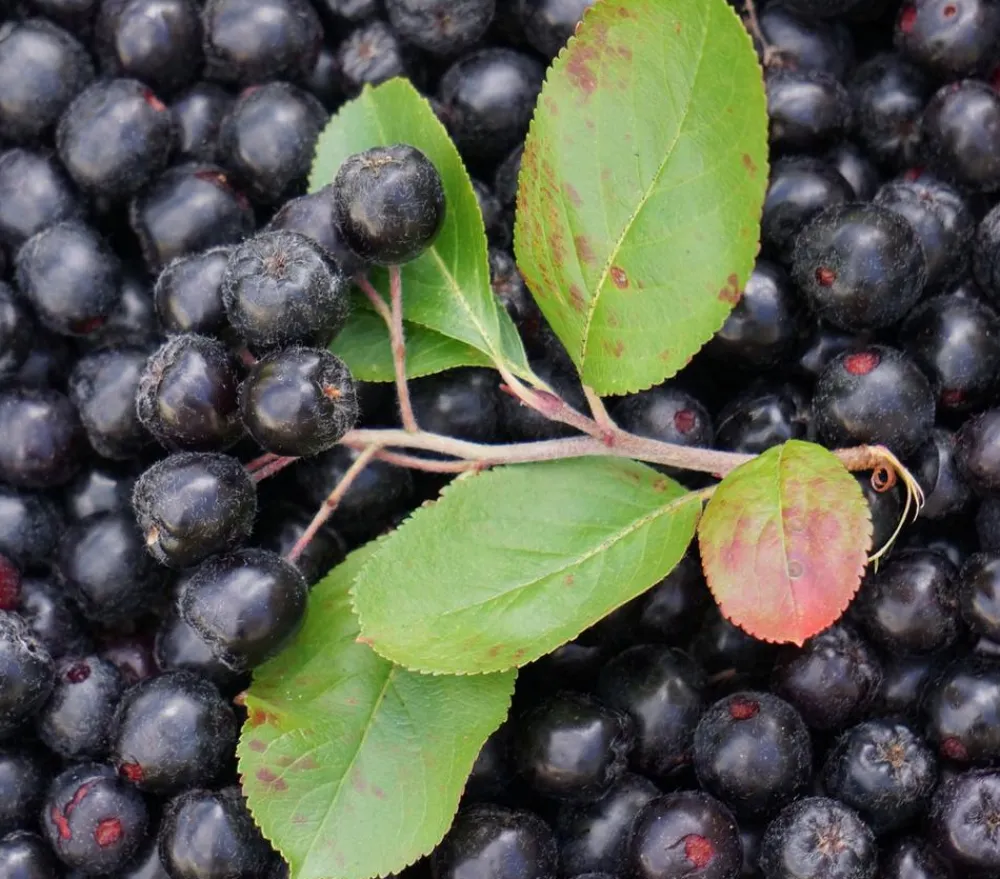 Dehner Beerensträucher|Vogelschutzhecken > Apfelbeere, Aronia 'Aron'