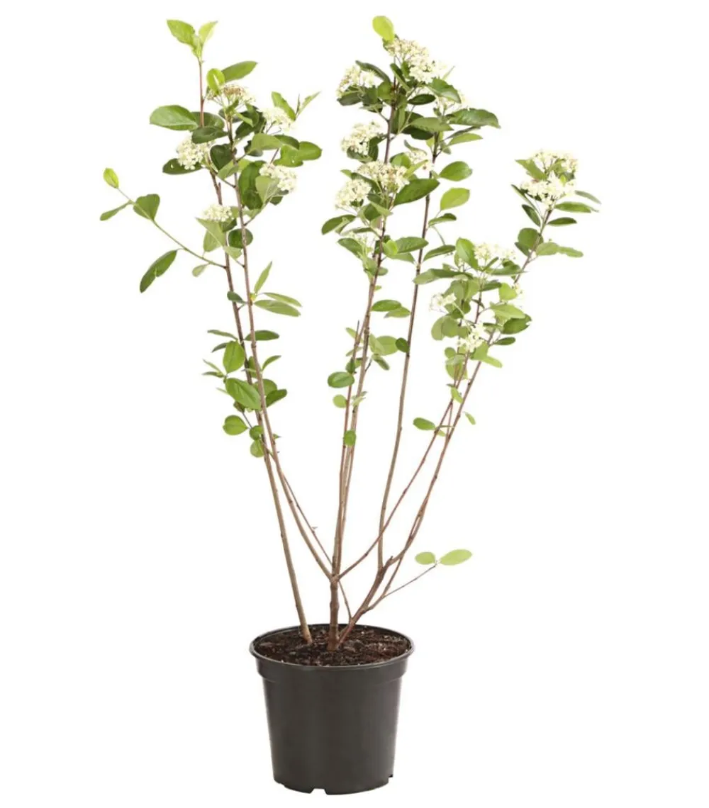 Dehner Beerensträucher|Vogelschutzhecken - Apfelbeere, Aronia 'Nero' Schwarz