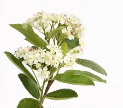 Dehner Beerensträucher|Vogelschutzhecken - Apfelbeere, Aronia 'Nero' Schwarz