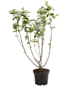 Dehner Apfelbeere, Aronia 'Viking' Schwarz Discount