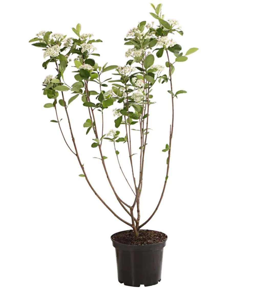 Dehner Apfelbeere, Aronia 'Viking' Schwarz Discount
