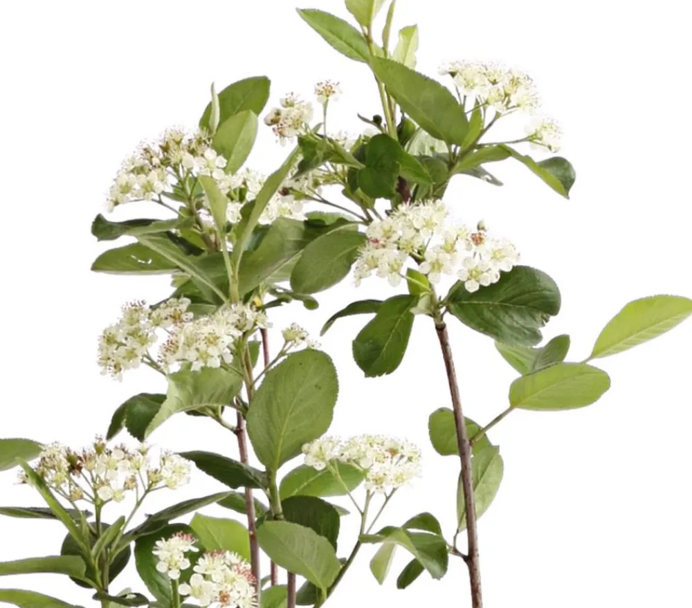 Dehner Apfelbeere, Aronia 'Viking' Schwarz Discount