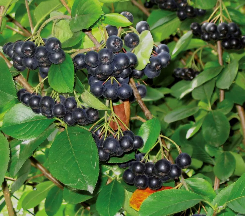 Dehner Apfelbeere, Aronia 'Viking' Schwarz Discount