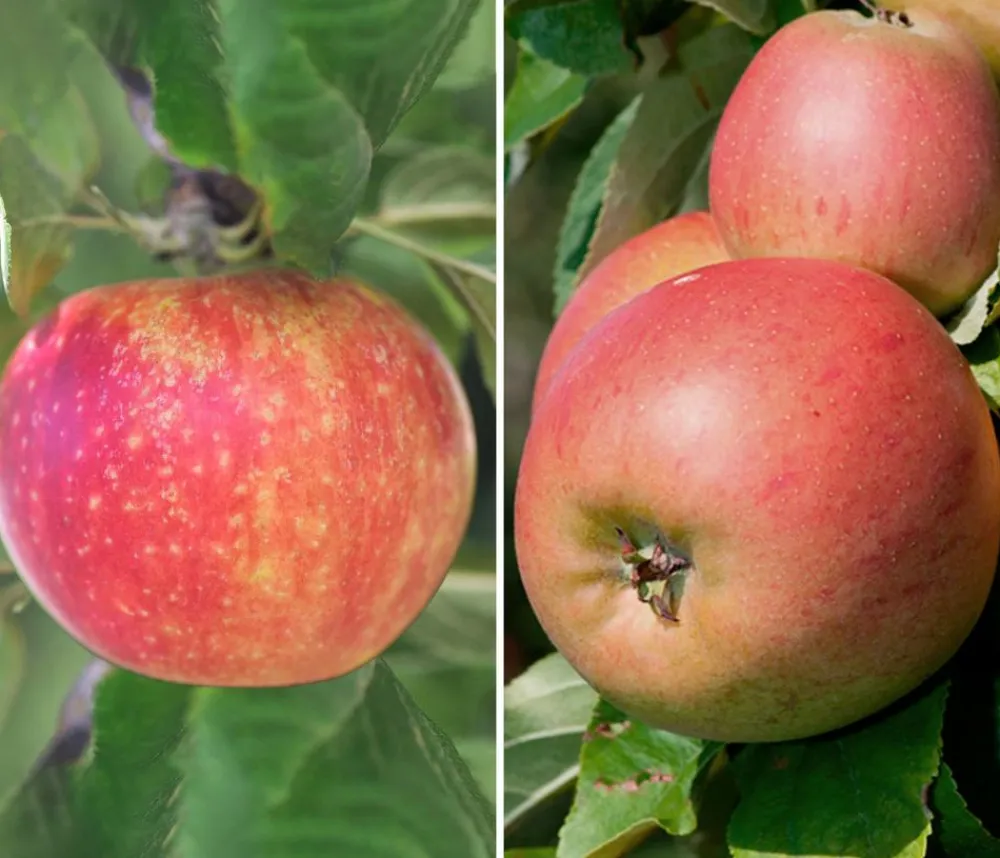 Dehner Apfel-Duo 'Alkmene/Goldparmäne' Rot Sale