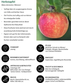 Dehner Apfel-Duo 'Alkmene/Goldparmäne' Rot Sale
