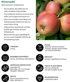 Dehner Apfel-Duo 'Alkmene/Goldparmäne' Rot Sale