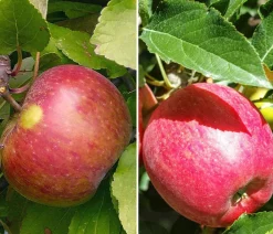 Dehner Obstbäume|Birnen- & Apfelbäume - Apfel-Duo 'Elstar/Gala' Rot